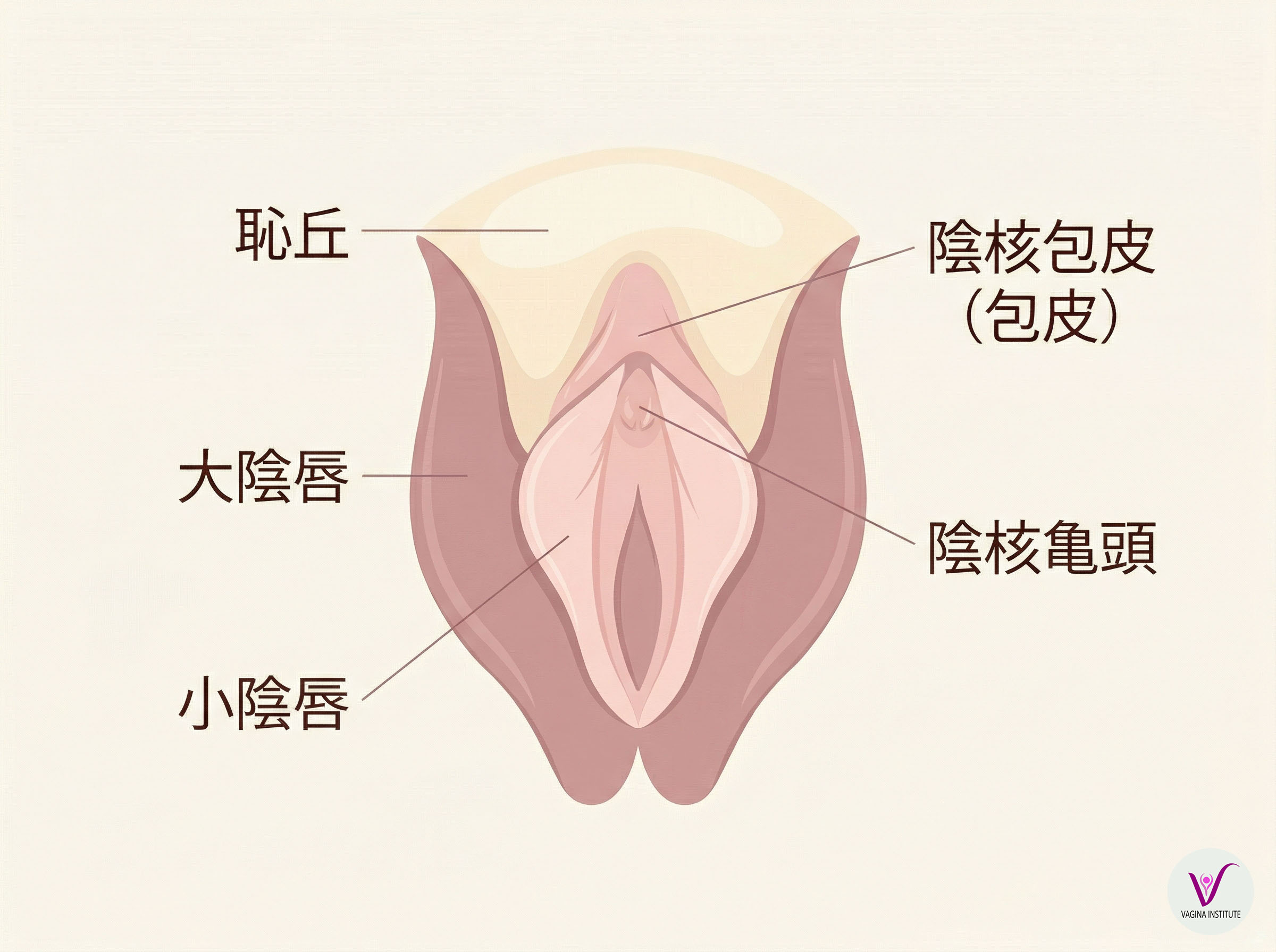 クリトリスの包皮と亀頭を含む女性の外部解剖図を示す穏やかな解剖学的図解