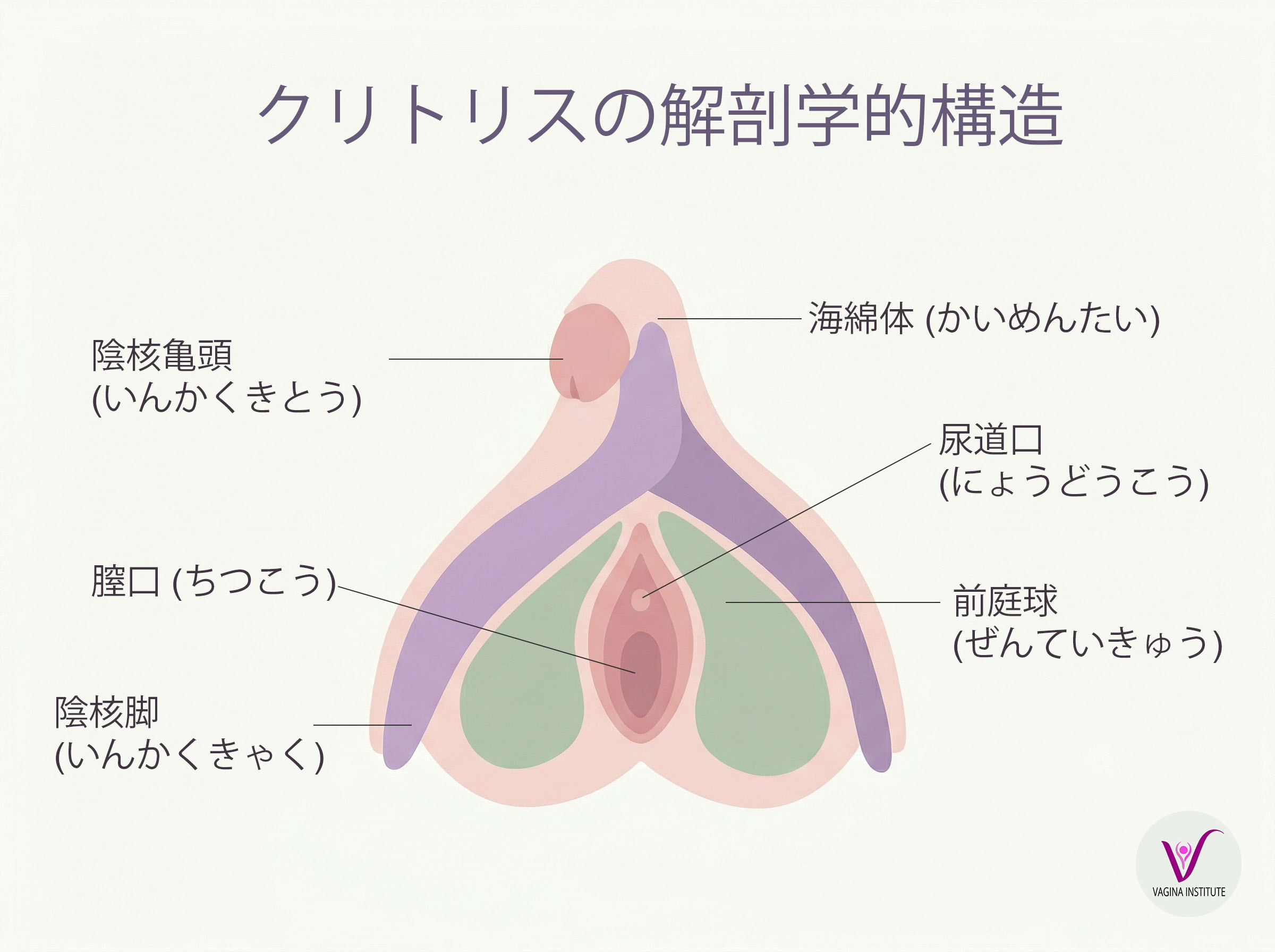 亀頭、体部、脚、前庭球を含むクリトリスの完全な内部構造を示す解剖図