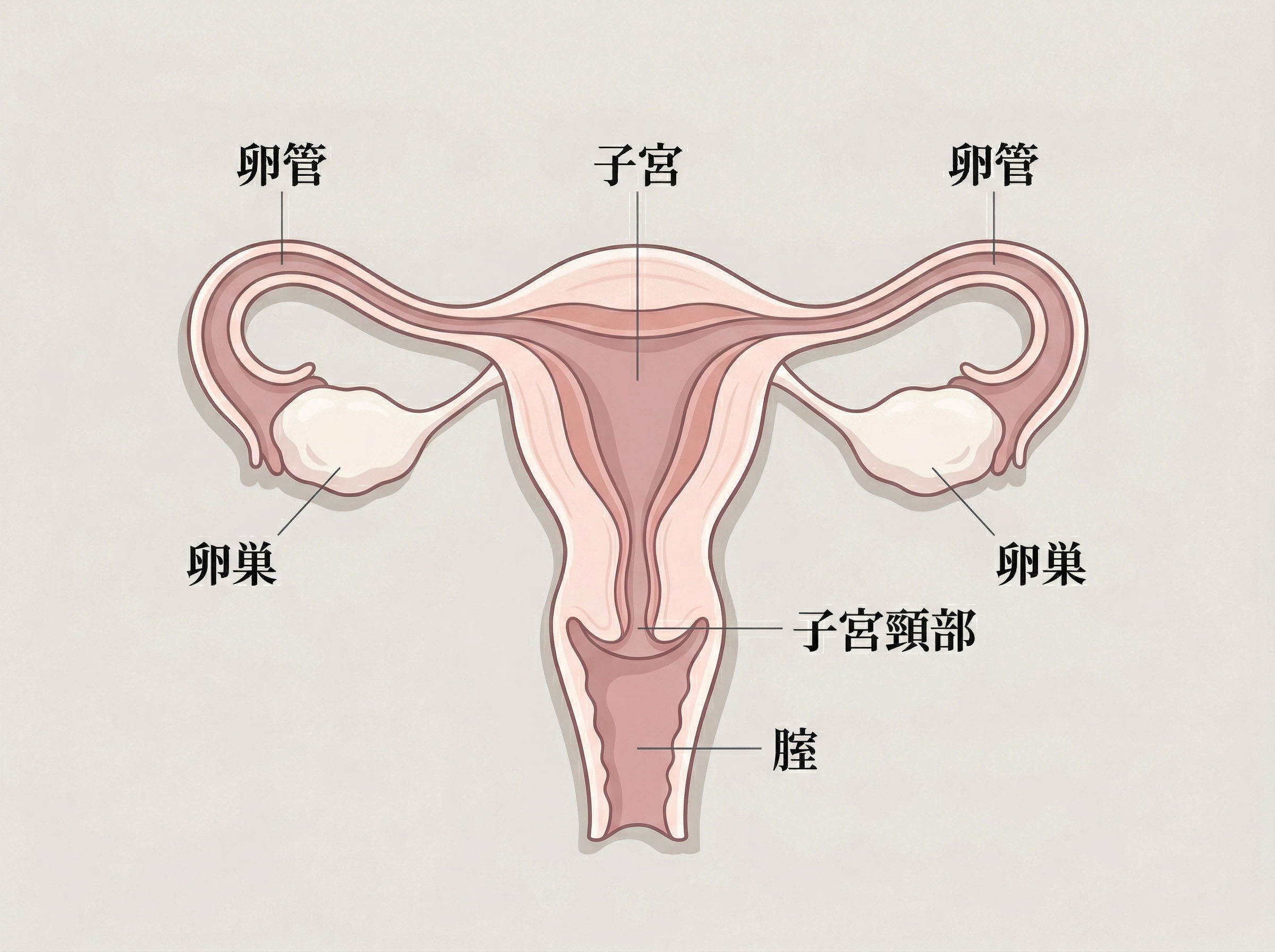 子宮、卵巣、卵管、子宮頸部、膣を含む、女性の内部生殖器系の柔らかいイラスト図