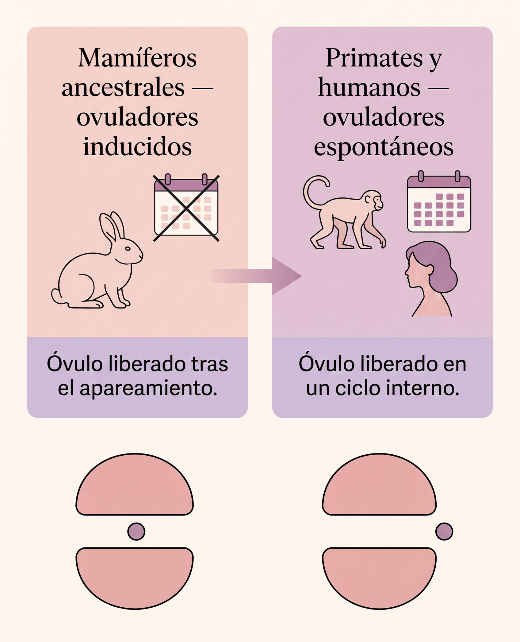 Diagrama ilustrado que compara ovuladores inducidos como el conejo con ovuladores espontáneos como los primates y los humanos, mostrando el desplazamiento del clítoris hacia el exterior del canal copulador
