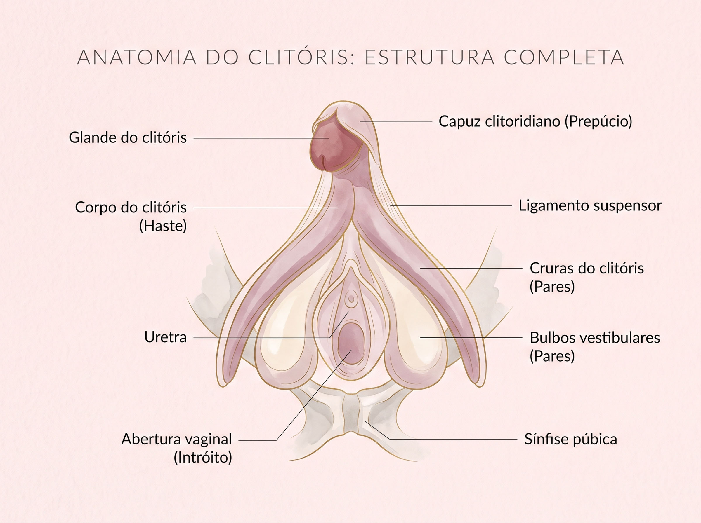 Elegante ilustração anatômica da estrutura completa do clitóris, mostrando a glande, o corpo, os pilares e os bulbos vestibulares