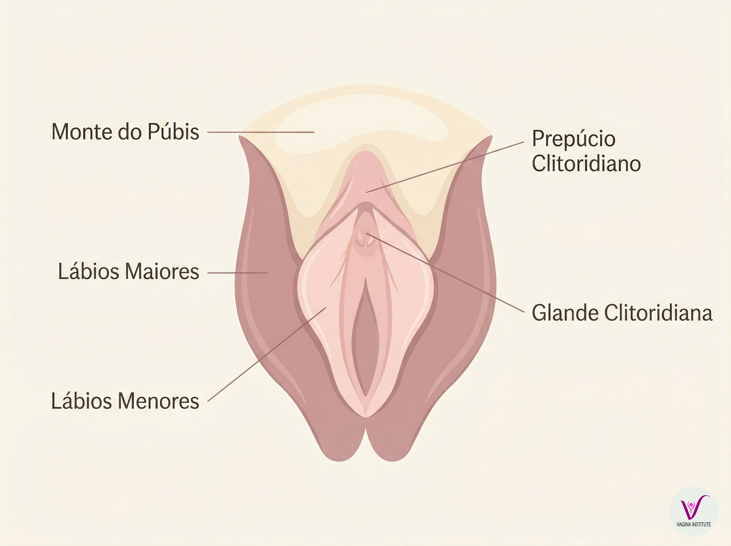 Diagrama anatômico suave mostrando a anatomia externa feminina, incluindo o capuz e a glande do clitóris