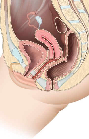 Anatomie & Physiologie