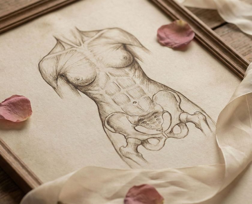 A historical anatomical drawing of the female reproductive system representing biological discovery.