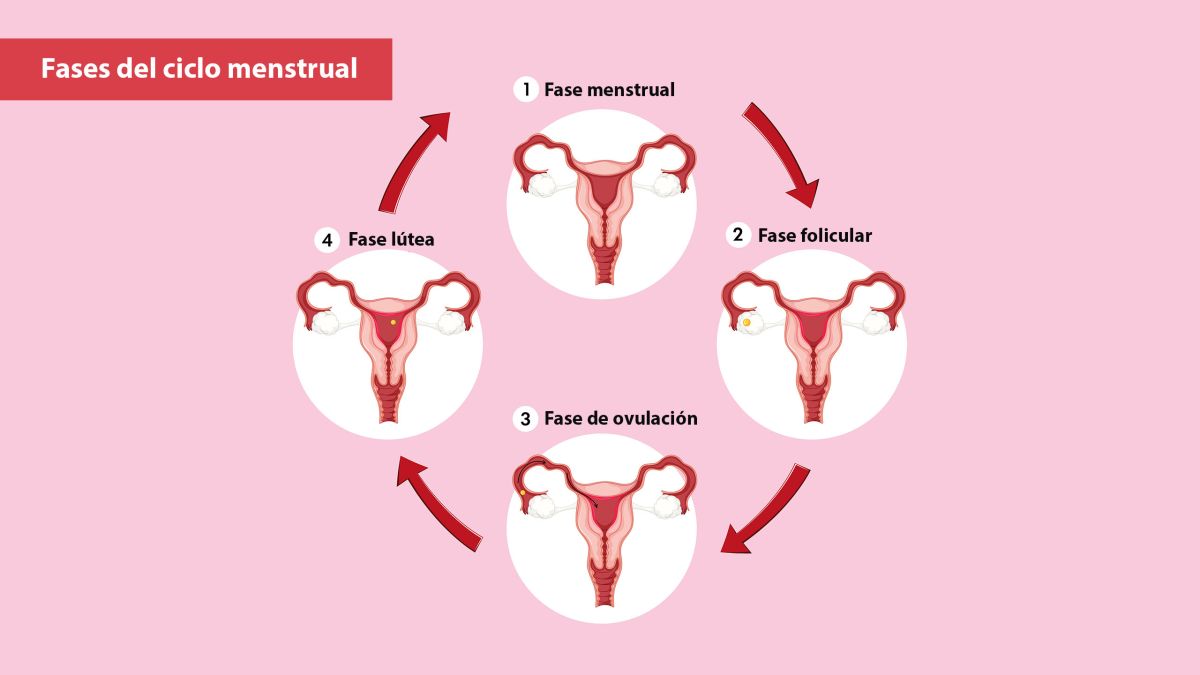 Infografía de las cuatro fases del ciclo menstrual y niveles hormonales