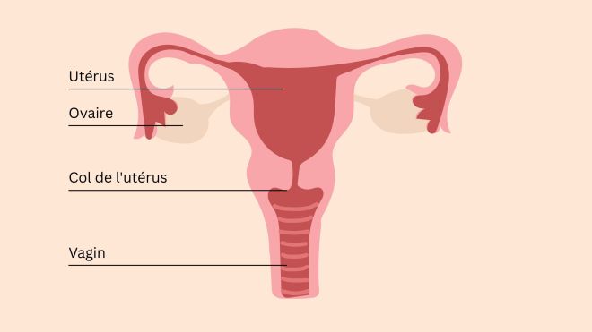 Illustration éducative de l’anatomie pelvienne féminine montrant utérus, ovaires, col de l’utérus, clitoris et muscles du plancher pelvien.