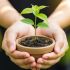 A couple's hands gently supporting a growing sapling, symbolizing a nurturing and growing relationship.