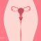 Illustrated diagram of the female reproductive system highlighting vulva and vagina anatomy