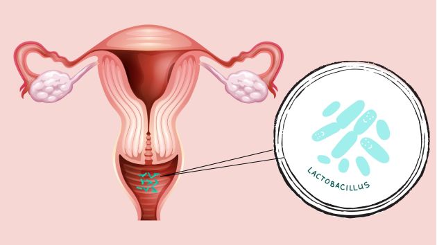 Ilustración del área vaginal que muestra un equilibrio de pH saludable y bacterias Lactobacilos protectoras.