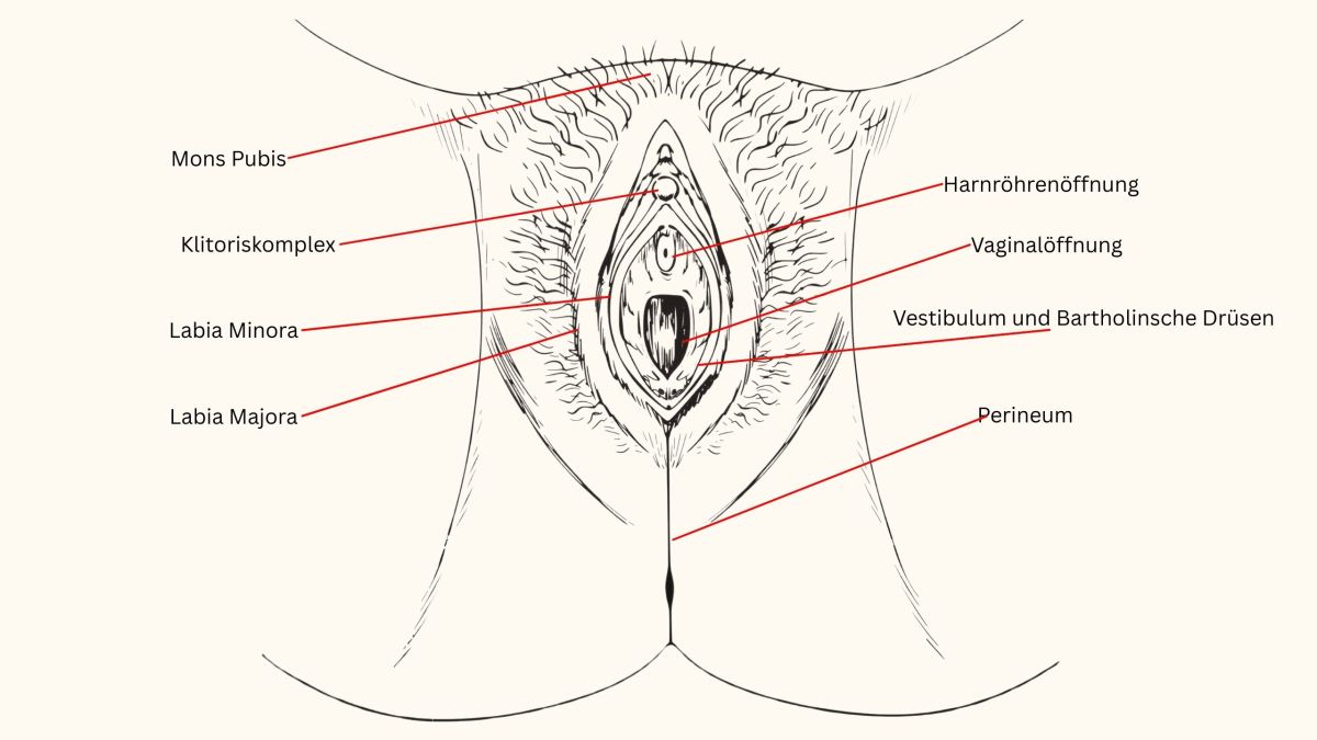 Beschriftete anatomische Illustration der weiblichen Vulva