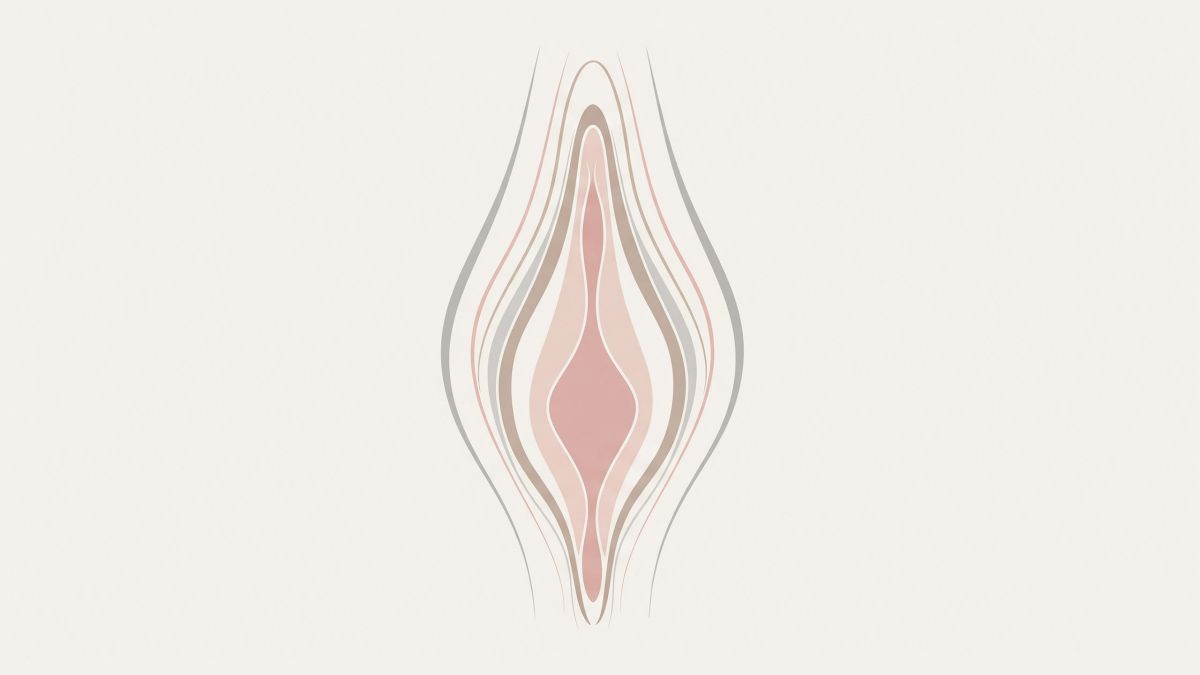 Ilustraci&oacute;n abstracta de las curvas de la vulva para contenido educativo