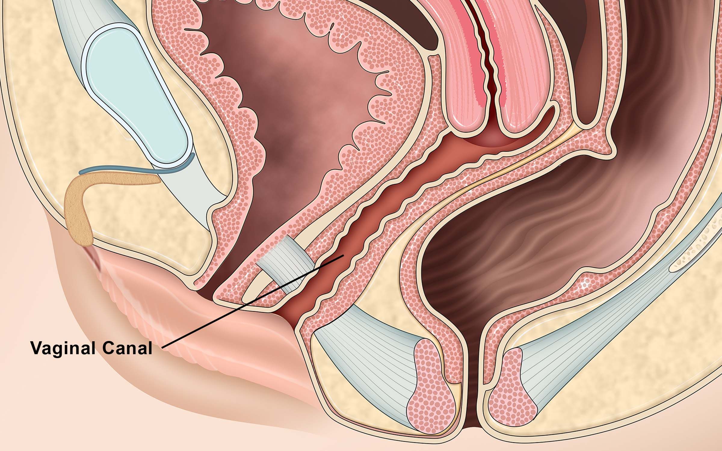 Anatomy of the Vaginal Canal