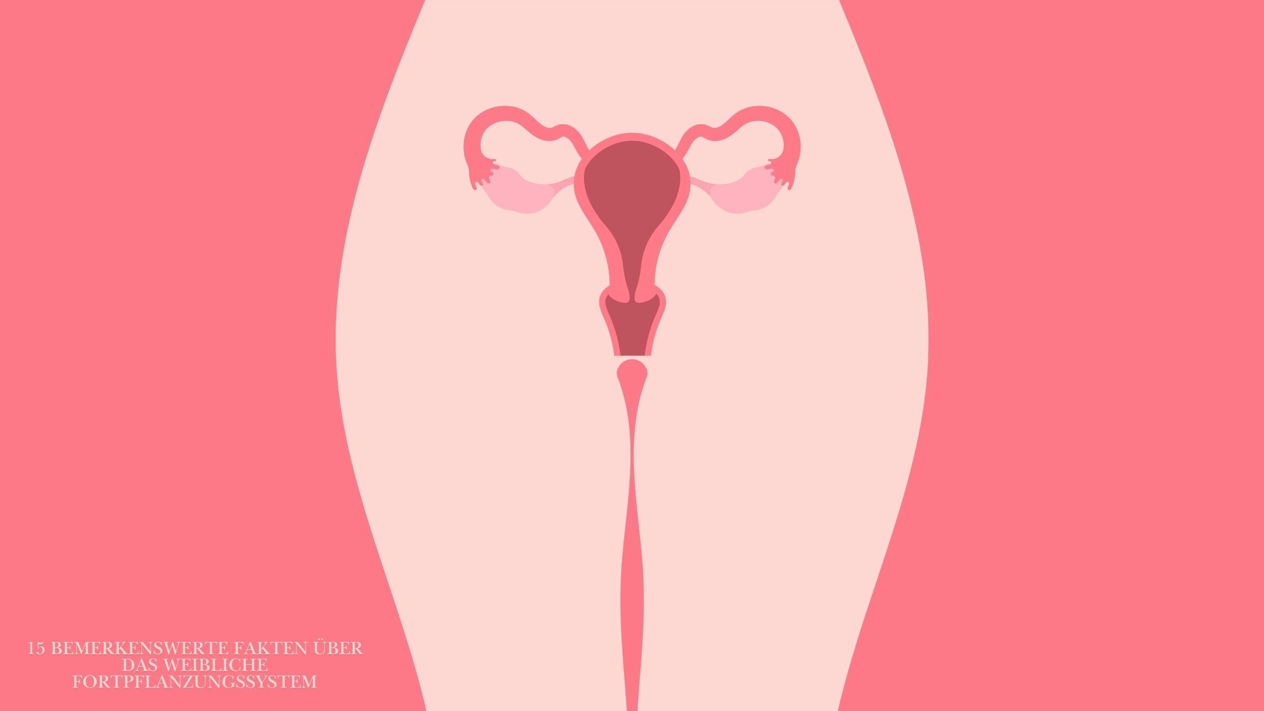 Illustriertes Diagramm des weiblichen Fortpflanzungssystems, das die Anatomie von Vulva und Vagina hervorhebt