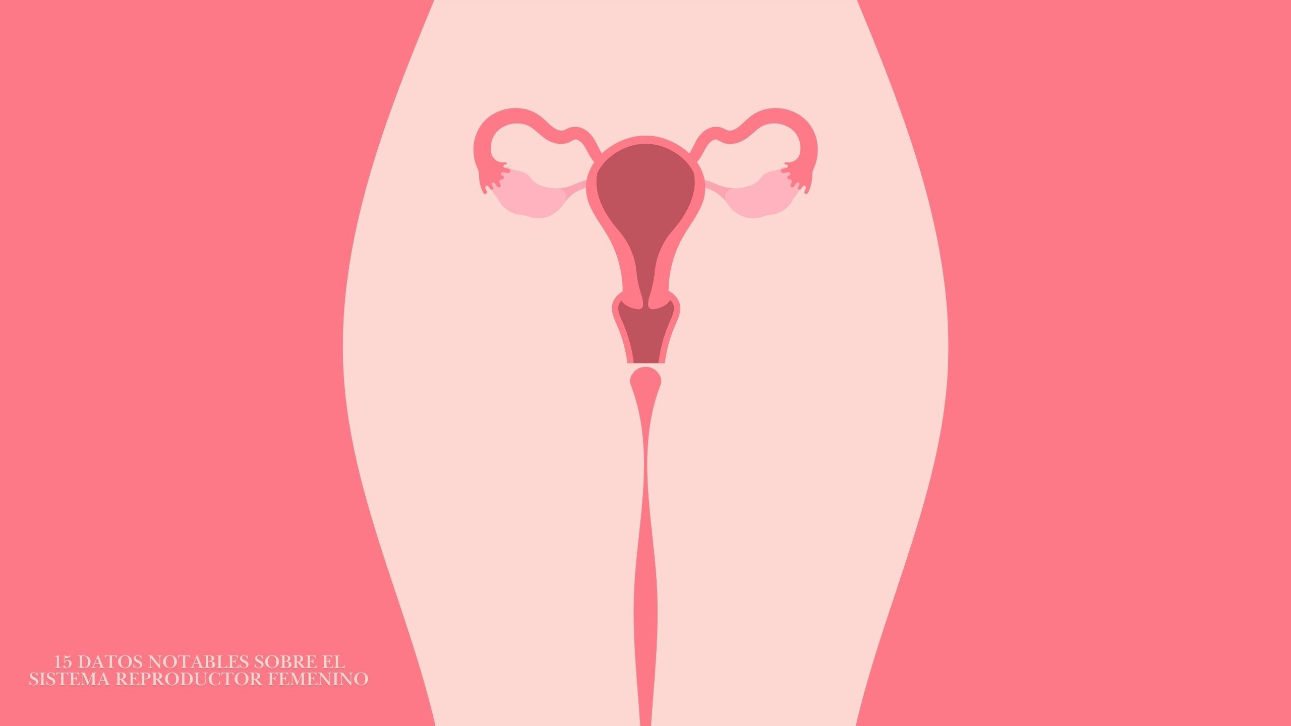 Diagrama ilustrado del sistema reproductivo femenino destacando la anatomía de la vulva y la vagina