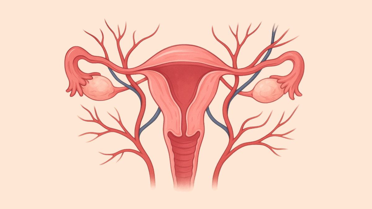 Circulación sanguínea y salud sexual y reproductiva