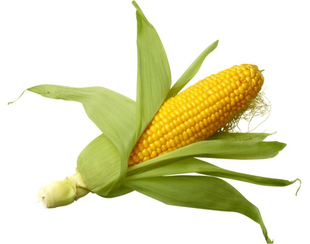 maíz como juguete sexual improvisado