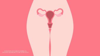 Diagrama ilustrado del sistema reproductivo femenino destacando la anatomía de la vulva y la vagina
