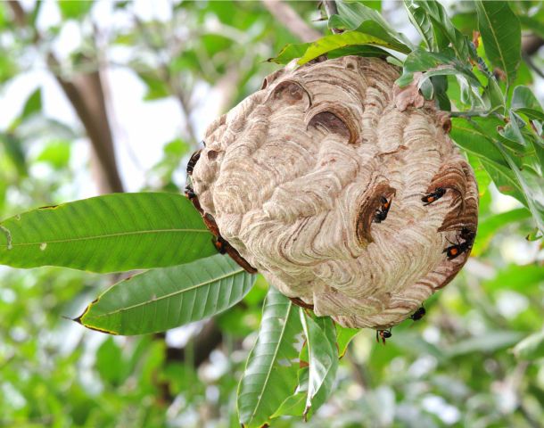 Las Falsas Promesas de la Pasta de Nidos de Insectos