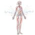Educational illustration of brain and pelvic anatomy showing neural and blood-flow patterns during sexual arousal.