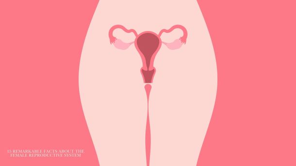 Illustrated diagram of the female reproductive system highlighting vulva and vagina anatomy