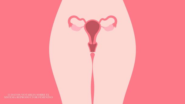 Diagrama ilustrado del sistema reproductivo femenino destacando la anatomía de la vulva y la vagina