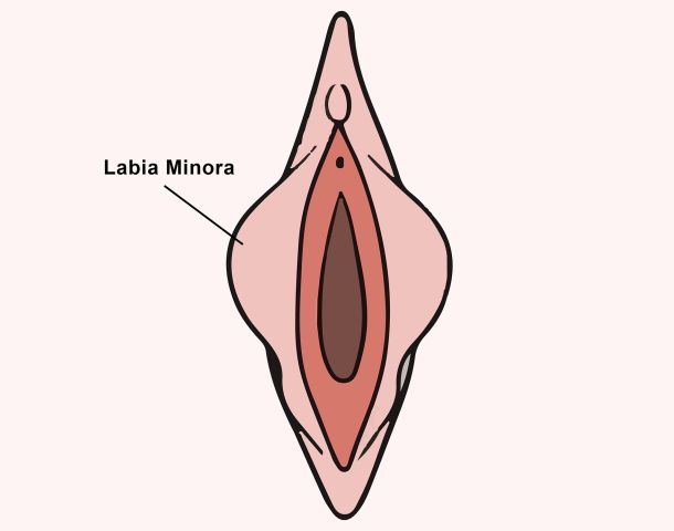 Close up image of a woman's inner vaginal lips of labia minora