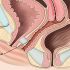 Anatomy of the Vaginal Canal