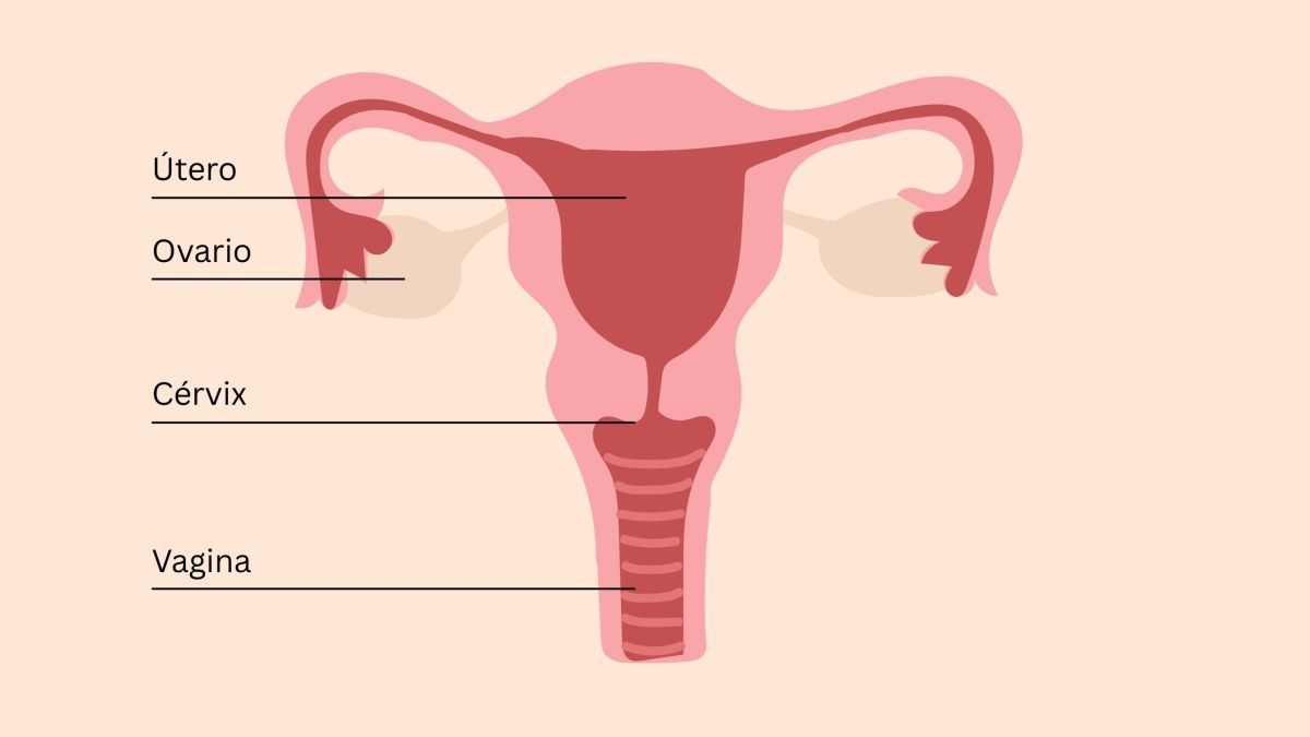 Ilustración educativa de la anatomía pélvica femenina que muestra útero, ovarios, cérvix, clítoris y músculos del suelo pélvico.