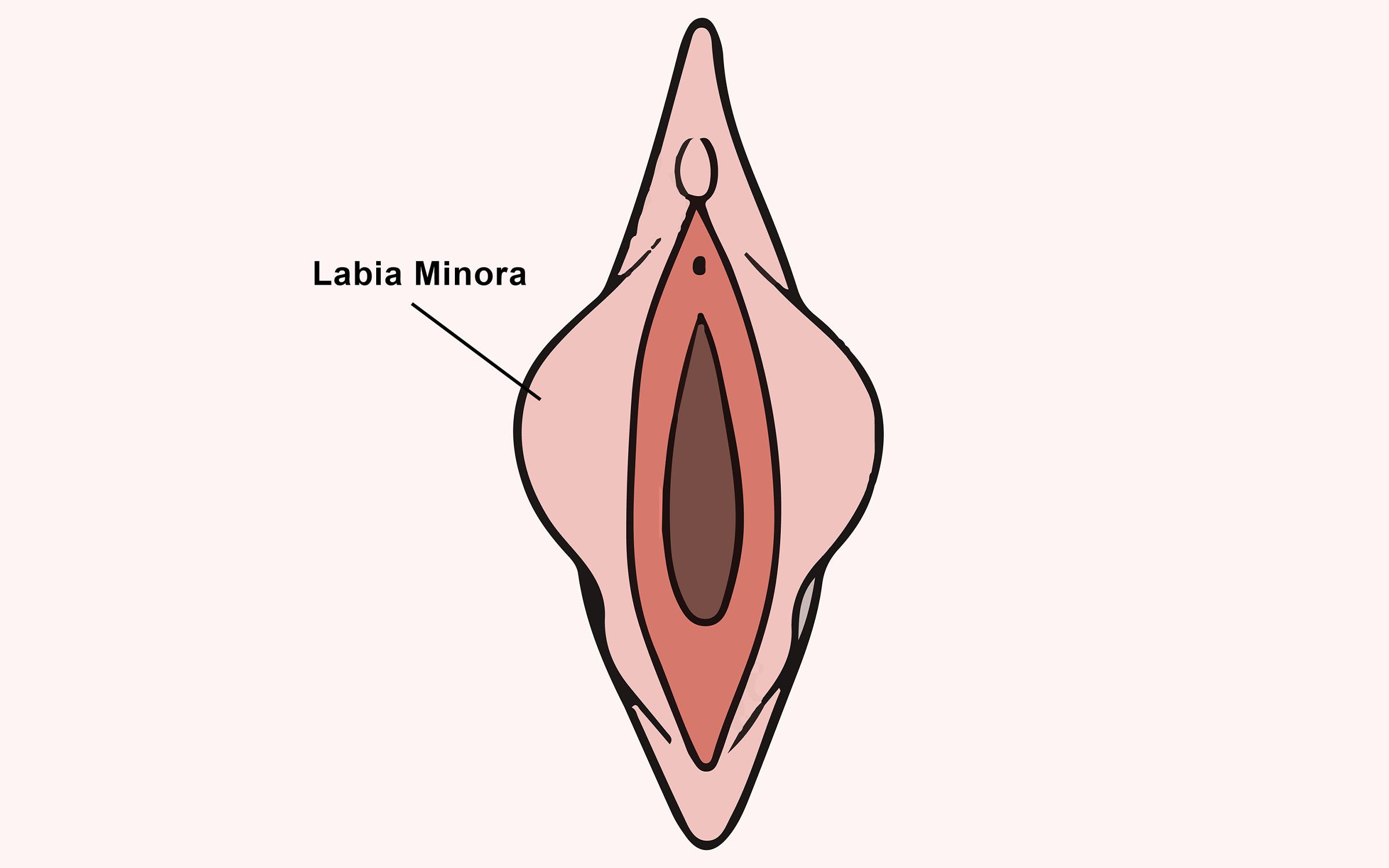 Close up image of a woman's inner vaginal lips of labia minora