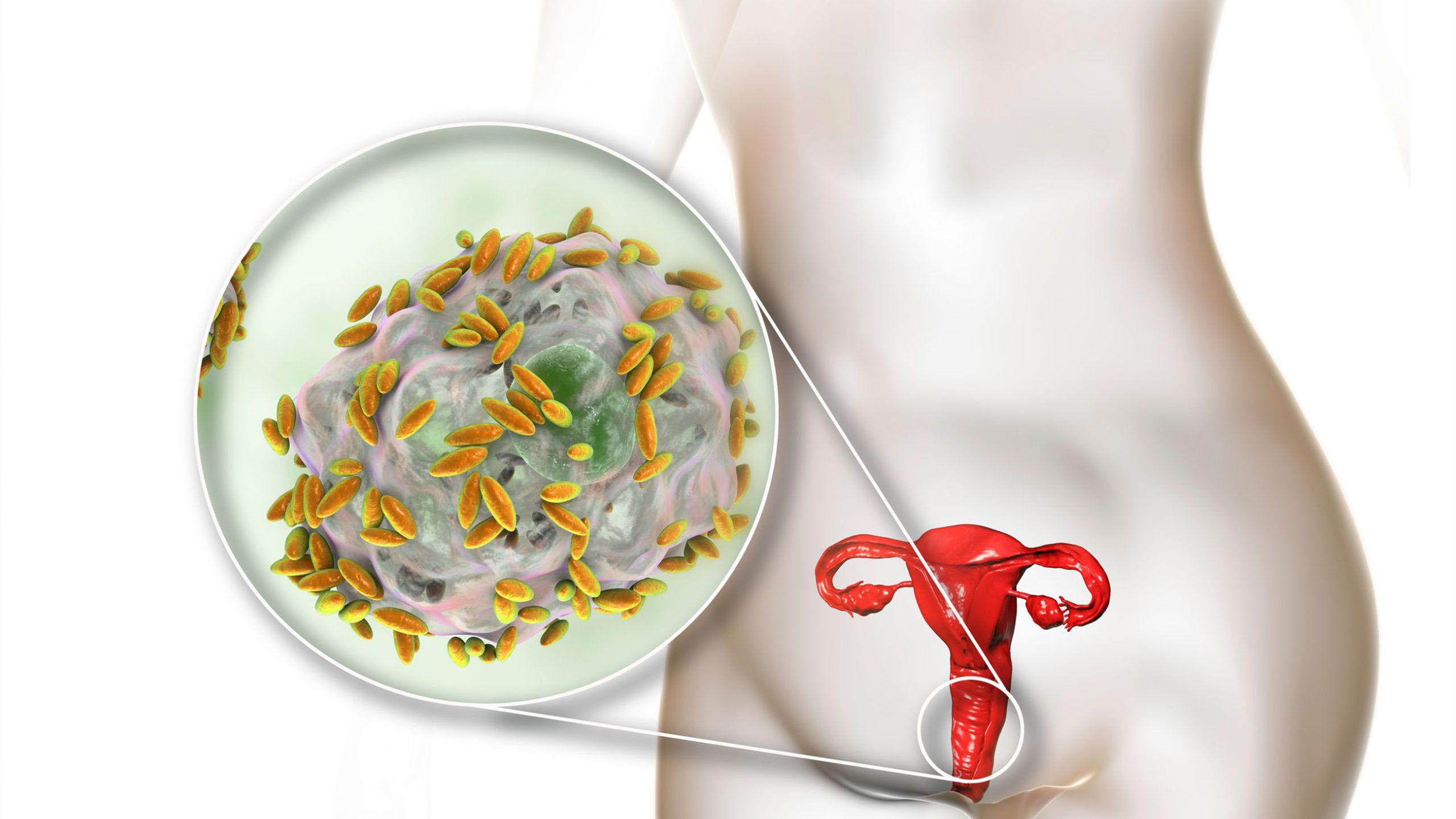Ilustración de la salud y el bienestar vaginal