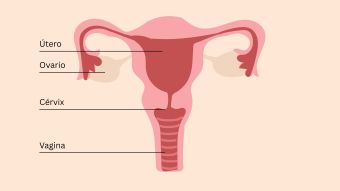Ilustración educativa de la anatomía pélvica femenina que muestra útero, ovarios, cérvix, clítoris y músculos del suelo pélvico.