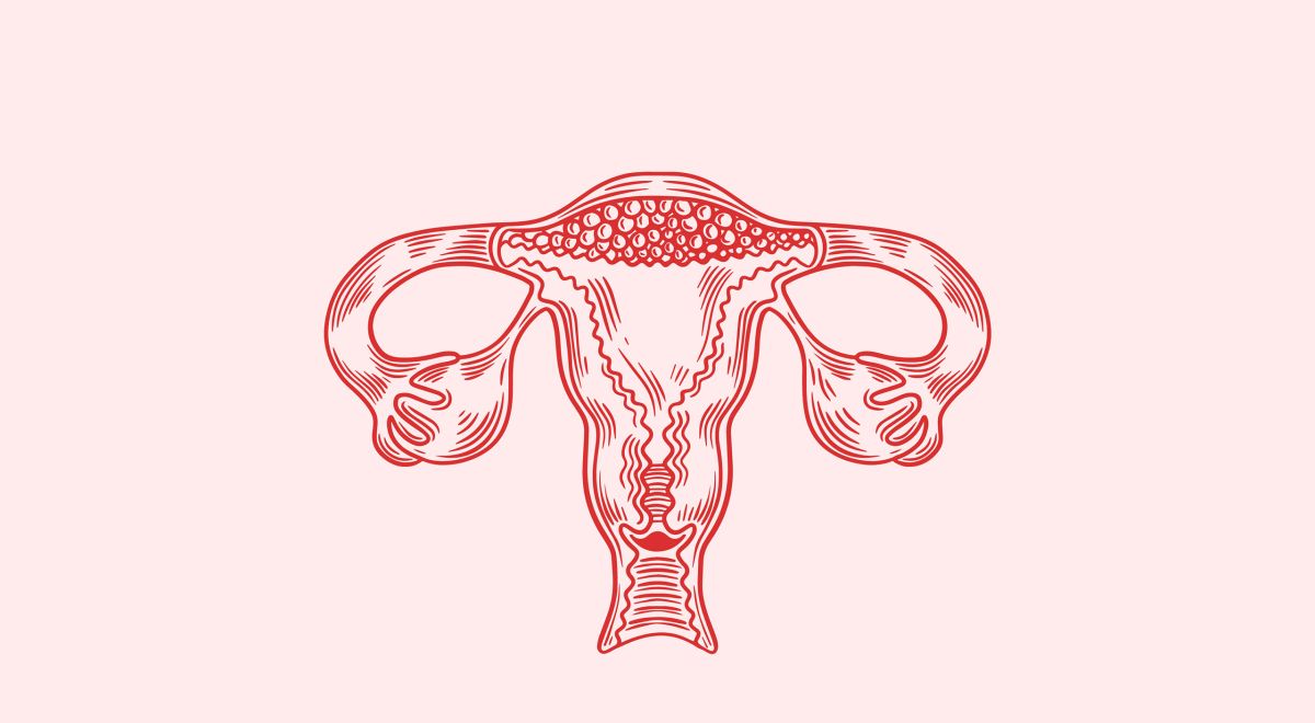 Ilustración del órgano reproductor femenino interno. (Imagen de freepik.com)